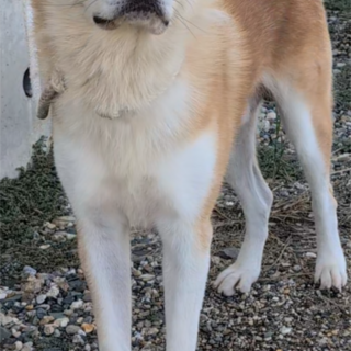 賢く　人懐こい雄