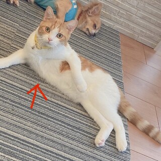 マンチカンの５歳のオスです！