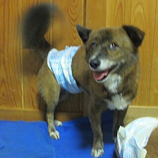 トラ柄の毛色とふさふさシッポ、短足の小型犬のラオ君