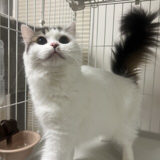 ★足長マンチカンの女の子★血統書付き★