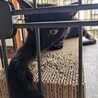 自分からお家に入ってきた黒猫★スーちゃん サムネイル2