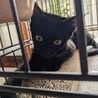 自分からお家に入ってきた黒猫★スーちゃん サムネイル3