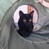 自分からお家に入ってきた黒猫★スーちゃん サムネイル6