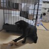 自分からお家に入ってきた黒猫★スーちゃん サムネイル7