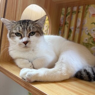 私をどうか家族にして！かわいい白キジ・ヒメノちゃん