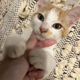 美形な茶白猫♡しゃもくん