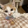 美形な茶白猫♡しゃもくん サムネイル2