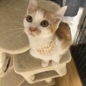 美形な茶白猫♡しゃもくん サムネイル3