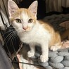 美形な茶白猫♡しゃもくん サムネイル4