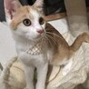 美形な茶白猫♡しゃもくん サムネイル5