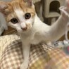 美形な茶白猫♡しゃもくん サムネイル6