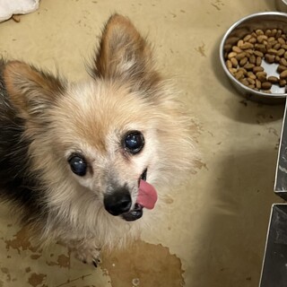 迷子のチワワ　収容期限9/18朝迄