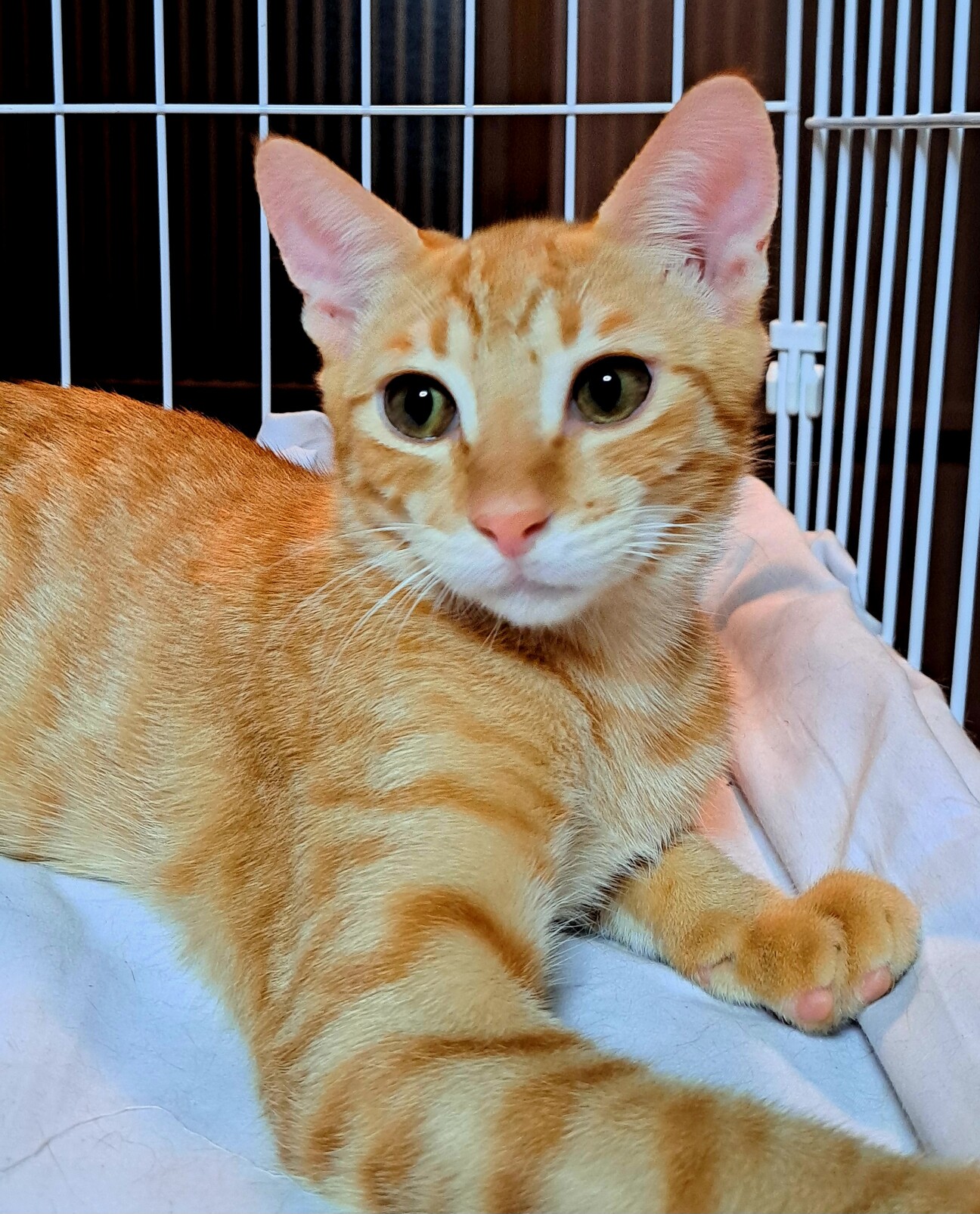 yama@猫飼っています 修理、連絡ページ yama@猫飼っています 修理