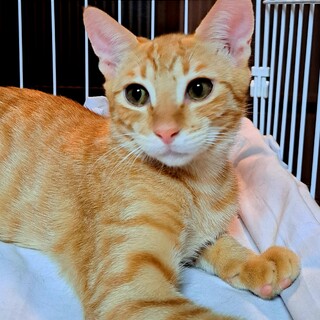 まん丸おめめの茶トラくん