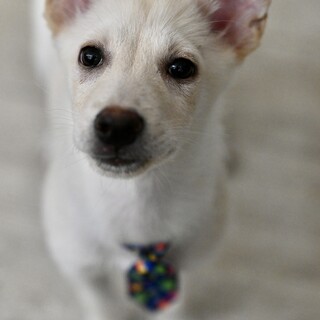 甘えん坊で遊び好きなロク 