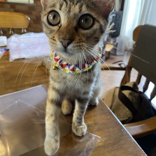 耳がピンと目はまん丸でスリムな美猫ちゃんです！！