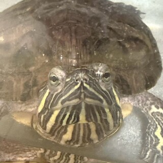 ミシシッピアカミミガメ　人懐っこい陽キャです