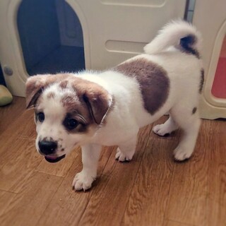 【相談中】かわいい子犬　クロードくん　2ヶ月