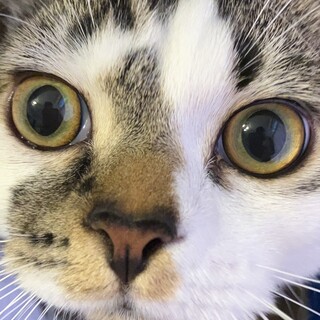 スコティッシュの男の子、里親様を探しています！