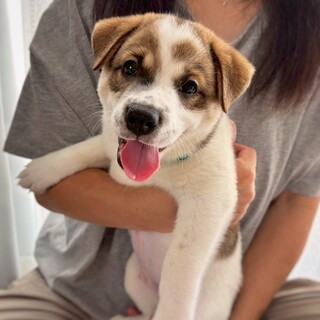 かわいい子犬　コパイロットくん　2ヶ月