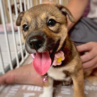 かわいい子犬　ジェミニちゃん　2ヶ月