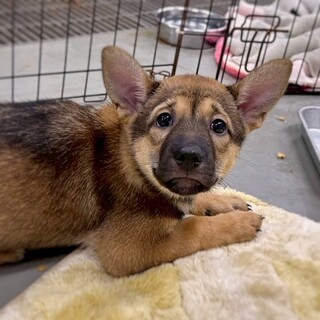 【相談中】かわいい子犬　うちわちゃん　2ヶ月