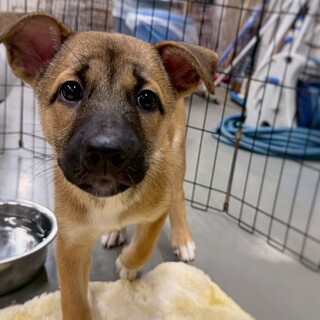 かわいい子犬　ゆかたちゃん　2ヶ月
