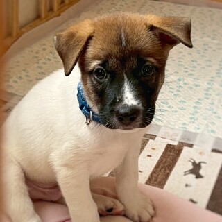 かわいい子犬　しゃてきくん　2ヶ月