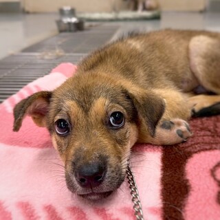 かわいい子犬　ちょうちんくん　2ヶ月