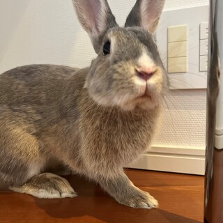 【東京都港区】かわいいウサギ／トイレ習得済み／3歳