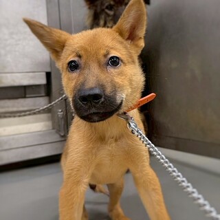 かわいい子犬　どようくん　2ヶ月