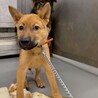かわいい子犬　どようくん　2ヶ月 サムネイル2