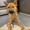 かわいい子犬　どようくん　2ヶ月 サムネイル3