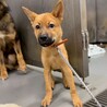 かわいい子犬　どようくん　2ヶ月 サムネイル4