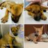 かわいい子犬　どようくん　2ヶ月 サムネイル5