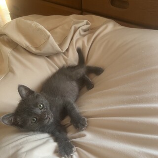 くぅ〜たまらん！可愛い子猫のくうちゃん