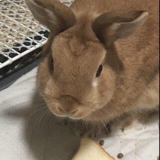 ネザーランドのオス