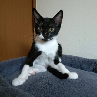 控えめ気使いなハゴ（羽子板）くん