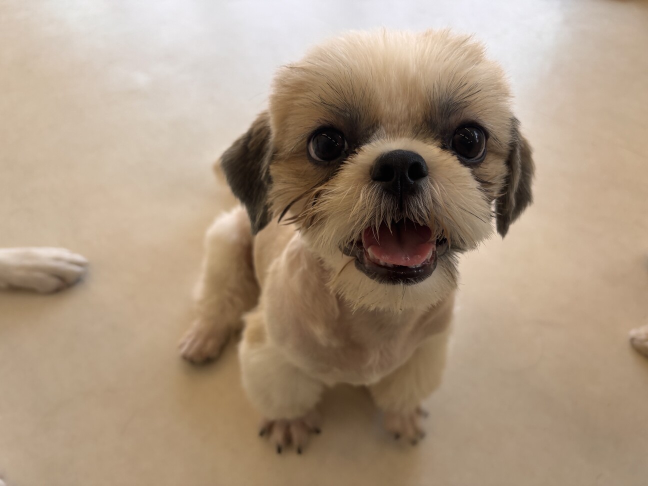 再募集※ シーズー 」埼玉県 - 犬の里親募集(525189) :: ペットの