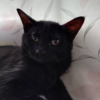 おっとりのんびりマイペースかっちゅん（甲冑）