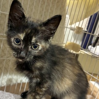 天真爛漫かわいいサビ猫2ヶ月半