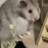 長毛ゴールデンハムスター/シルバーグレー サムネイル4