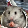 長毛ゴールデンハムスター/シルバーグレー サムネイル5