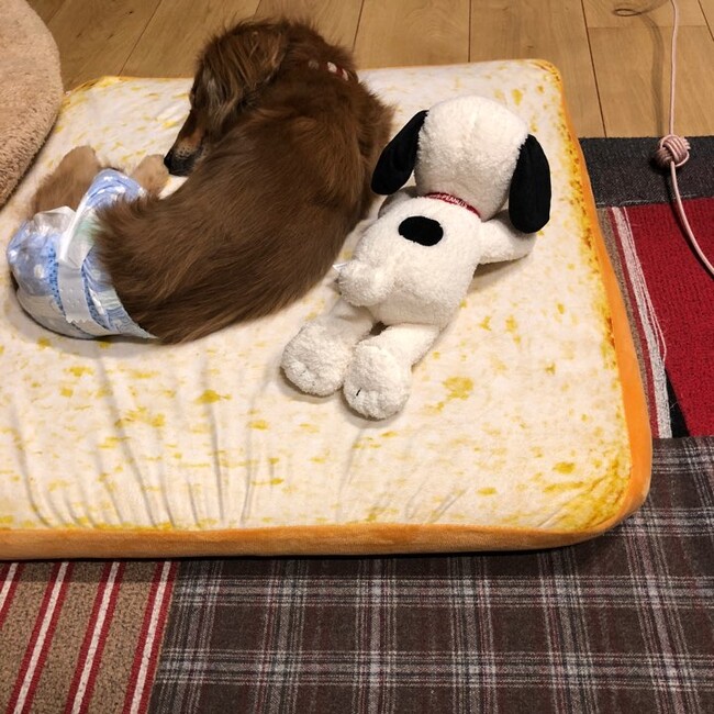 りんりんたんたんのカバー写真