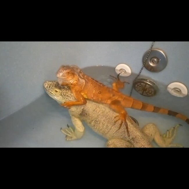 ティグレジャポンのカバー写真