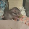 長毛ゴールデンハムスター/シルバーグレー サムネイル6