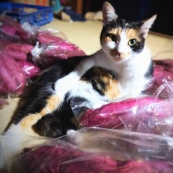 さつまいもと三毛猫