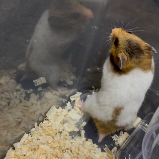 ハムスターメス