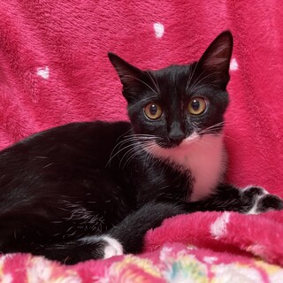 可愛い小さなタキシードキャット❤️