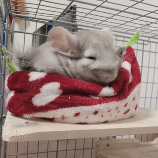 【至急】チンチラの男の子の里親を募集しています